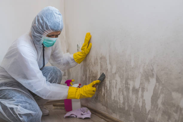 Best Industrial Mold Remediation  in Nashville, GA