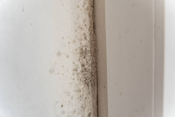 Best HVAC Mold Inspection and Cleaning  in Nashville, GA